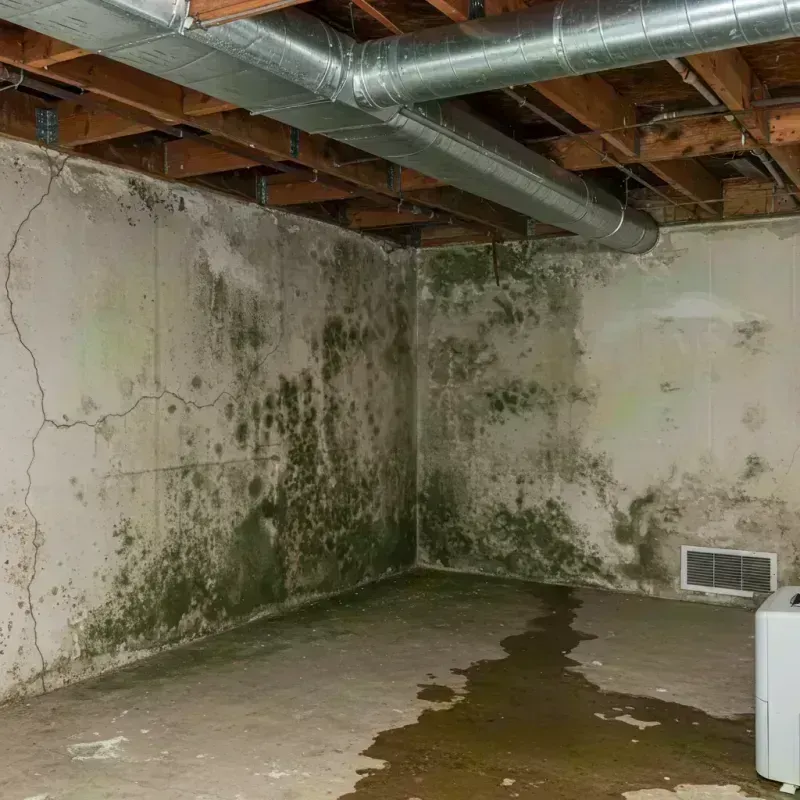 Professional Mold Removal in Dodge County, WI